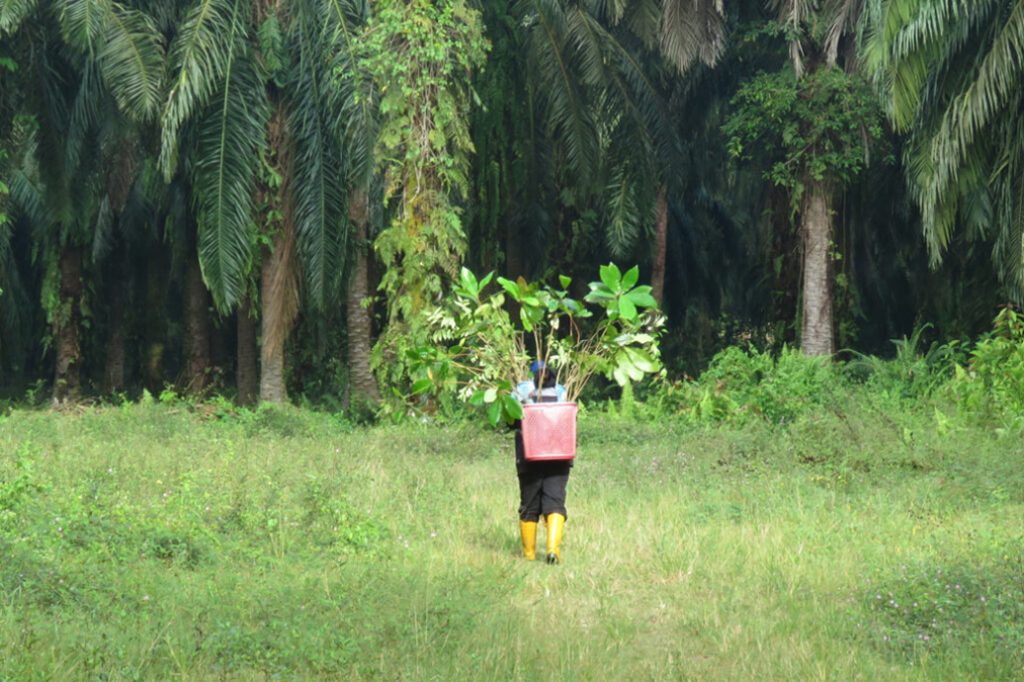 Wilks - World Land Trust - Planting Saplings